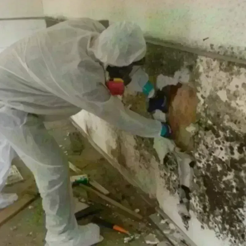 Mold Remediation and Removal in Ama, LA